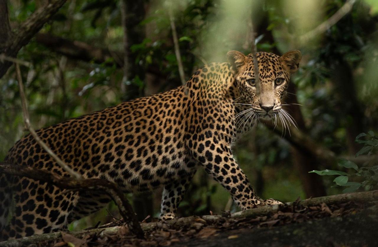 Makini Bush Camp, Yala Hotel Eksteriør billede