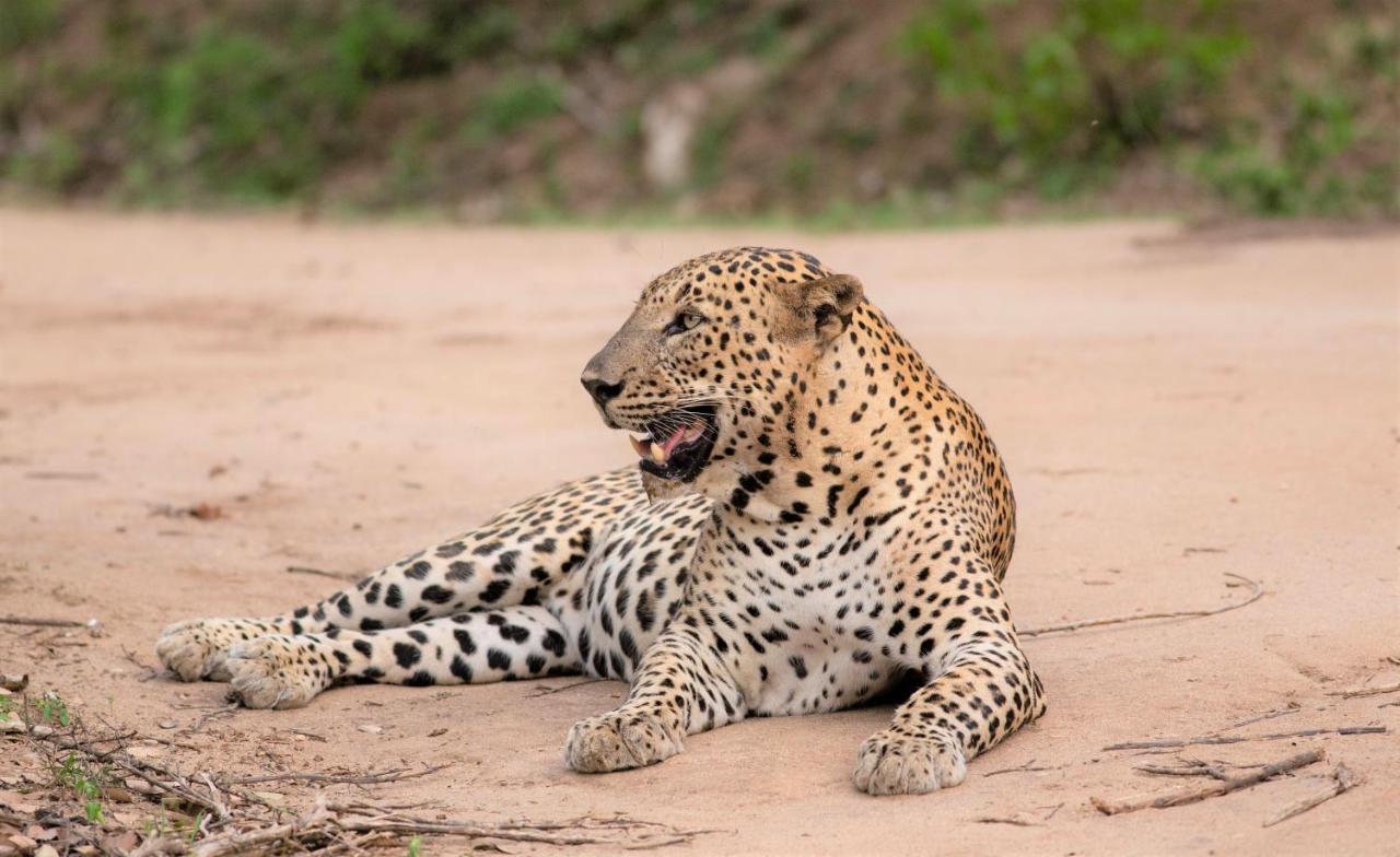 Makini Bush Camp, Yala Hotel Eksteriør billede